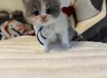 Margo - Persian Kitten For Sale - 