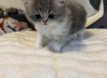 Edith - Persian Kitten For Sale - 