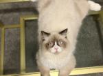 CASPiAN - Ragdoll Kitten For Sale - Elverson&comma; PA&comma; US