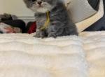 RESERVED   Agnes - Persian Kitten For Sale - 