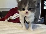 Gru - Persian Kitten For Sale - 