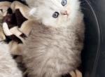 Purebred chinchilla Persian females - Persian Kitten For Sale - 