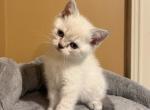 Marshmallow - Scottish Straight Kitten For Sale - 