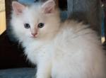 Czar - Siberian Kitten For Sale - Tobaccoville&comma; NC&comma; US