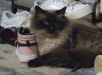 Panda - Ragdoll Cat For Sale/Service - Eau Claire&comma; WI&comma; US