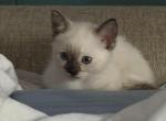 Ella - Ragdoll Kitten For Sale - Long Beach&comma; CA&comma; US