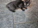 Melanistic Bengal Male Kitten - Bengal Kitten For Sale - MI&comma; US
