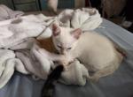 Roxy - Siamese Kitten For Sale - Long Beach&comma; CA&comma; US