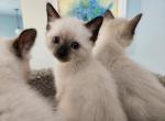 Sealpoint Male - Siamese Kitten For Sale - 