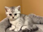Blizzard - Scottish Straight Kitten For Sale - 