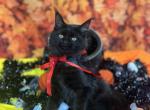 Qira - Maine Coon Kitten For Sale - Kalamazoo&comma; MI&comma; US