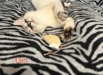 Siamese female kitten - Siamese Kitten For Sale - Westfield&comma; MA&comma; US