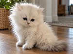 Peanut - Persian Kitten For Sale - Austin&comma; TX&comma; US