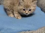Ragdoll kittens - Ragdoll Kitten For Sale - MI&comma; US