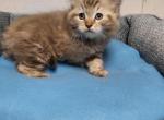 Ragdoll kittens - Ragdoll Kitten For Sale - MI&comma; US