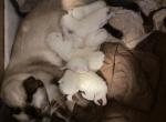 Luna litter - Siamese Kitten For Sale - Youngstown&comma; OH&comma; US