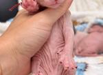 Katty our  Dwelf female - Bambino Kitten For Sale - Valrico&comma; FL&comma; US