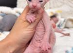 Billy our Elf male - Sphynx Kitten For Sale - Valrico&comma; FL&comma; US