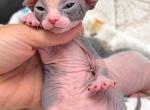 Tilly our Bambino - Bambino Kitten For Sale - Valrico&comma; FL&comma; US