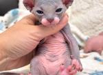 Poppy our Elf Kitten - Sphynx Kitten For Sale - Valrico&comma; FL&comma; US