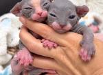 Sophies Kittens - Sphynx Kitten For Sale - 