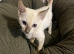 Lumi - Bengal Kitten For Adoption - Pgh&comma; PA&comma; US