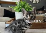 Orange collar charcoal - Bengal Kitten For Sale - Litchfield&comma; IL&comma; US