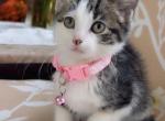 Litter Of Kittens - American Shorthair Kitten For Sale - Dearborn Heights&comma; MI&comma; US
