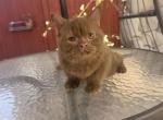 Orlando - British Shorthair Kitten For Sale - 