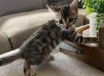 Purple collar charcoal - Bengal Kitten For Sale - Litchfield&comma; IL&comma; US