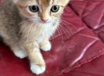 Princess - Scottish Fold Kitten For Sale - Davenport&comma; FL&comma; US
