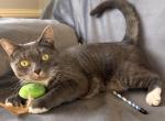 Shadow - Domestic Cat For Sale - Harrison Township&comma; MI&comma; US