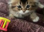 Scottish Fold - Scottish Fold Kitten For Sale - Davenport&comma; FL&comma; US