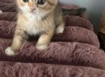 Sheeba - Scottish Fold Kitten For Sale - Davenport&comma; FL&comma; US