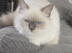 Star - Ragdoll Cat For Sale - Columbia&comma; SC&comma; US