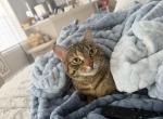 Cookie - Domestic Cat For Adoption - Orlando&comma; FL&comma; US