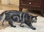 Siberian cat - Siberian Kitten For Sale - Plano&comma; TX&comma; US