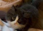 Black and White Female Perdoll with Mittens - Persian Kitten For Sale - 