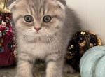 Danny - Scottish Fold Kitten For Sale - Brooklyn&comma; NY&comma; US
