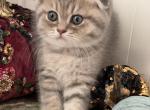 Danny - Scottish Fold Kitten For Sale - Brooklyn&comma; NY&comma; US