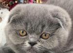 Monica - Scottish Fold Kitten For Sale - Brooklyn&comma; NY&comma; US