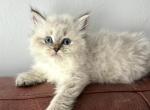 MARK - Siberian Kitten For Sale - 
