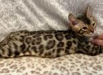 Nala - Bengal Kitten For Sale - Moriches&comma; NY&comma; US