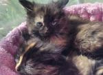 Devon - Ragamuffin Kitten For Sale - Claremont&comma; CA&comma; US