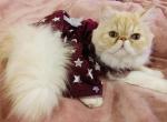Kimmy - Persian Cat For Sale - 