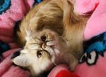 Kimmy - Persian Cat For Sale - Sylacauga&comma; AL&comma; US