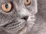 Nala - British Shorthair Kitten For Sale - 