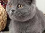 Nala - British Shorthair Kitten For Sale - Brooklyn&comma; NY&comma; US