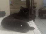 Jasper - Persian Kitten For Sale - Benbrook&comma; TX&comma; US