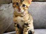 Gizmo - Bengal Kitten For Sale - 